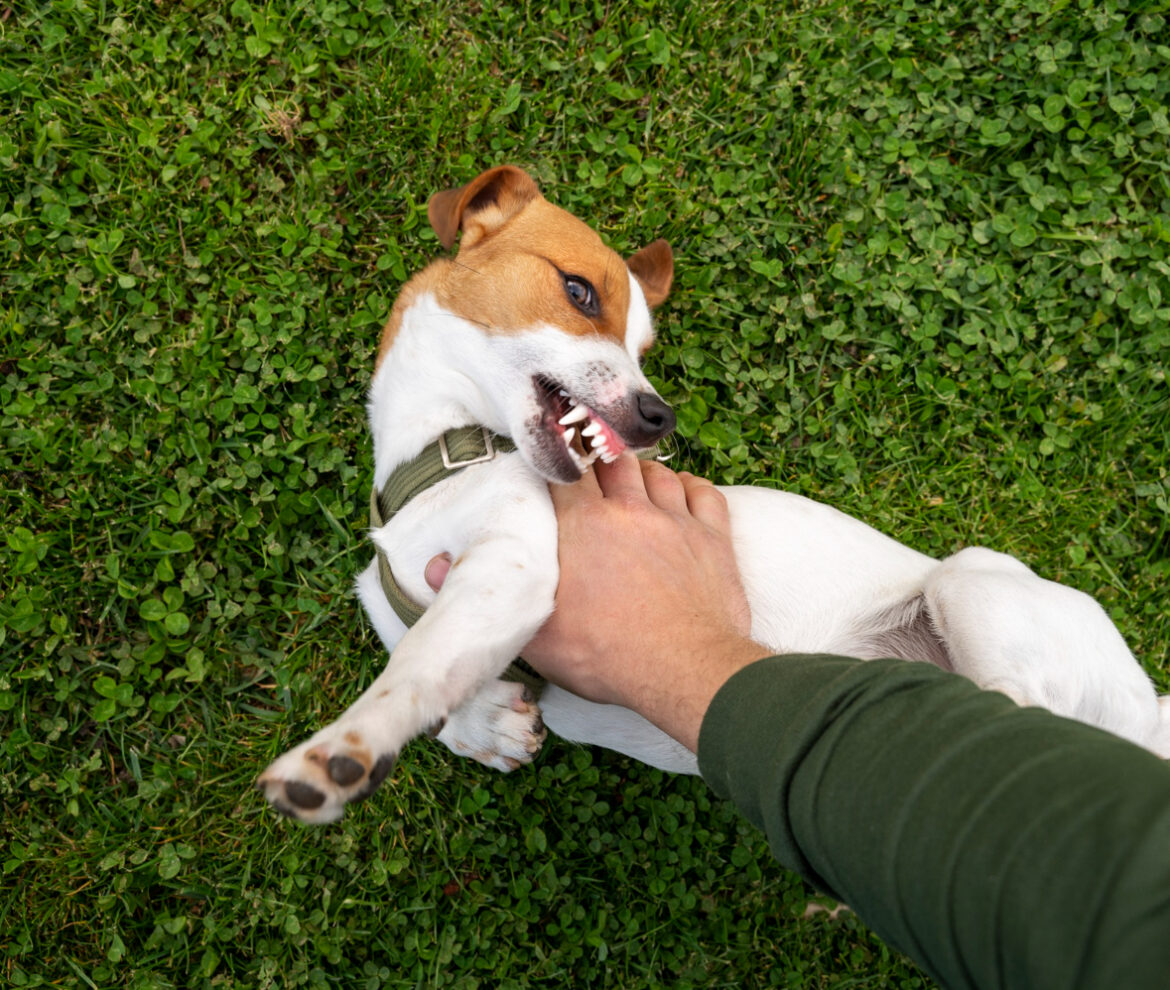 Clínica Veterinaria en Panamá | Megavet PTY