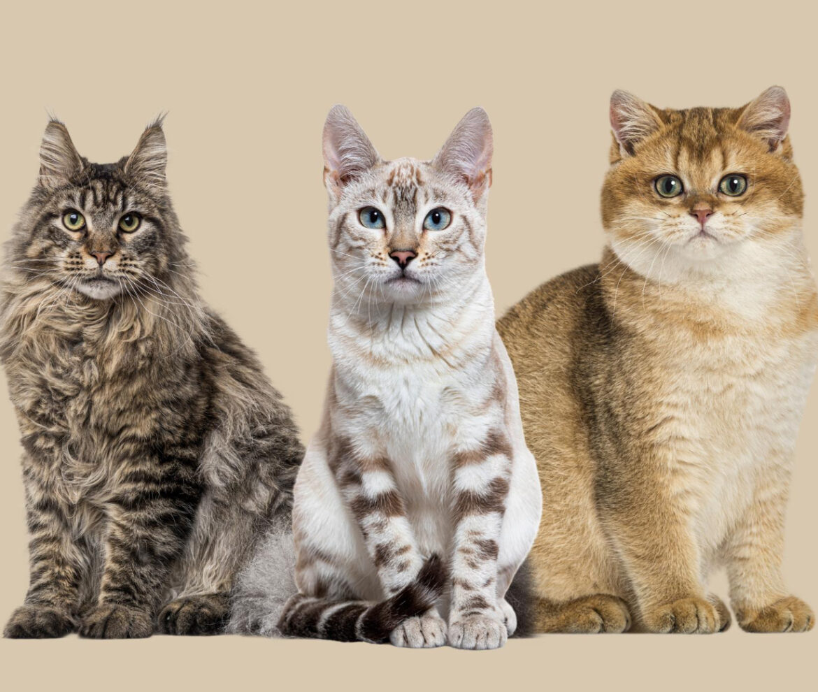 Clínica Veterinaria en Panamá | Megavet PTY