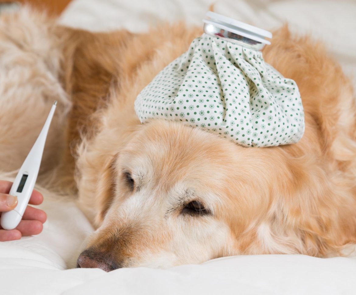 Clínica Veterinaria en Panamá | Megavet PTY